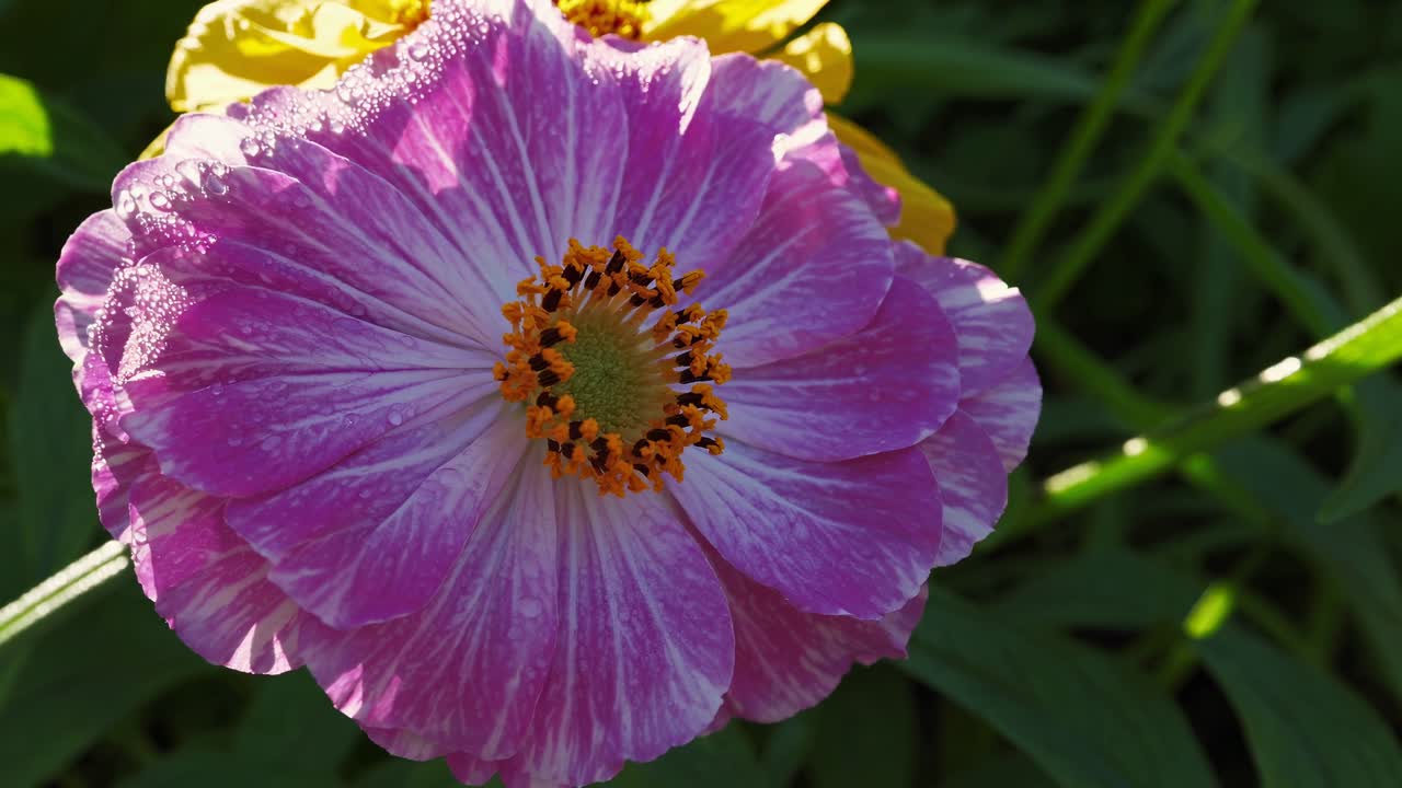 Vivace scena di giardino con fiori colorati alla luce del sole, catturata da una angolazione bassa, che evoca un’atmosfera vivace