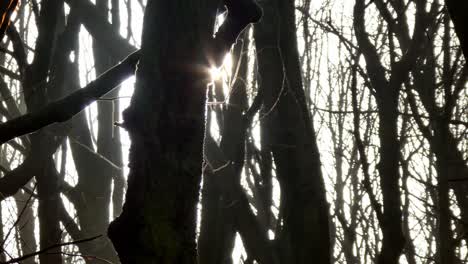 Troncos-De-árboles-A-La-Sombra-Del-Bosque-Arbolado-De-Primer-Plano,-Sol-Saliendo-De-Detrás-Del-árbol,-Carro-Lento-A-La-Derecha