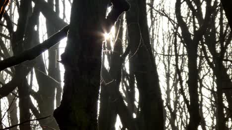 troncos de árboles a la sombra del bosque arbolado de primer plano, sol saliendo de detrás del árbol, carro lento a la derecha