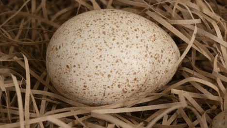 a bird's egg in a straw nest close up