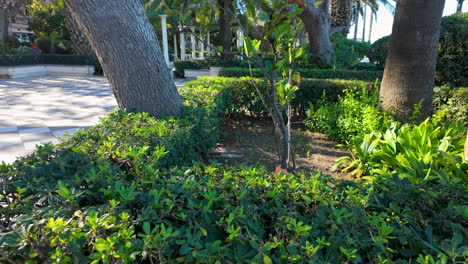 A-lush-garden-path-in-Cádiz-framed-by-palm-trees-and-vibrant-green-shrubbery,-offering-a-tranquil-urban-oasis-under-the-warm-sunlight