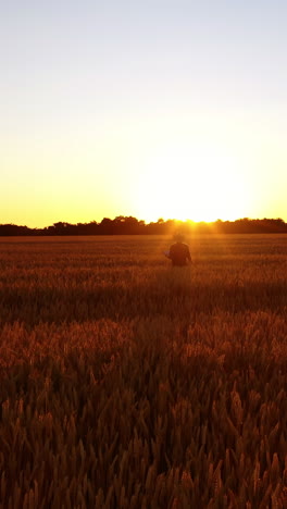 golden field at sunset. farmer inspecting the harvest in the evening. agriculturist on the ripe field against the setting sun. motion camera forward. vertical video