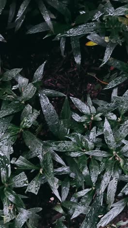 close up of wet leaves