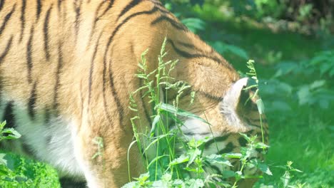bengal tiger peacefully grazing in lush grassy for 4k 2025 07 24 06 07 07 utc.mov | animal, beautiful, botany, carnivorous
