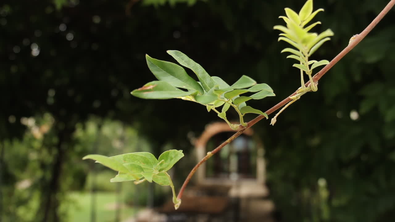 Plant Bounces in Wind with Garden in Background