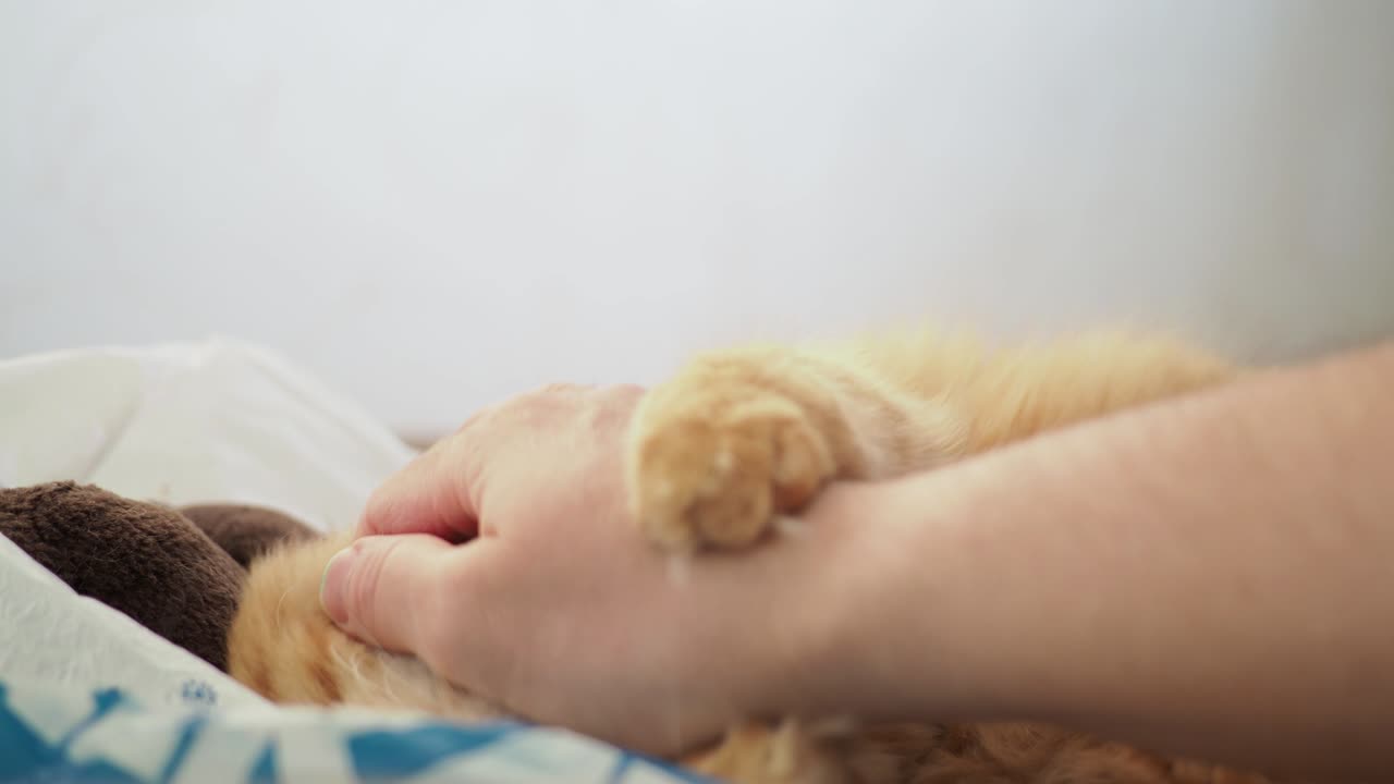 침대에 누워있는 귀여운 생강 고양이. 남자는 고양이를 만지며, 즐거움과 기 때문에 눈살을 푸리고 있습니다. 쾌적한 가정 배경과 털털한 애완동물