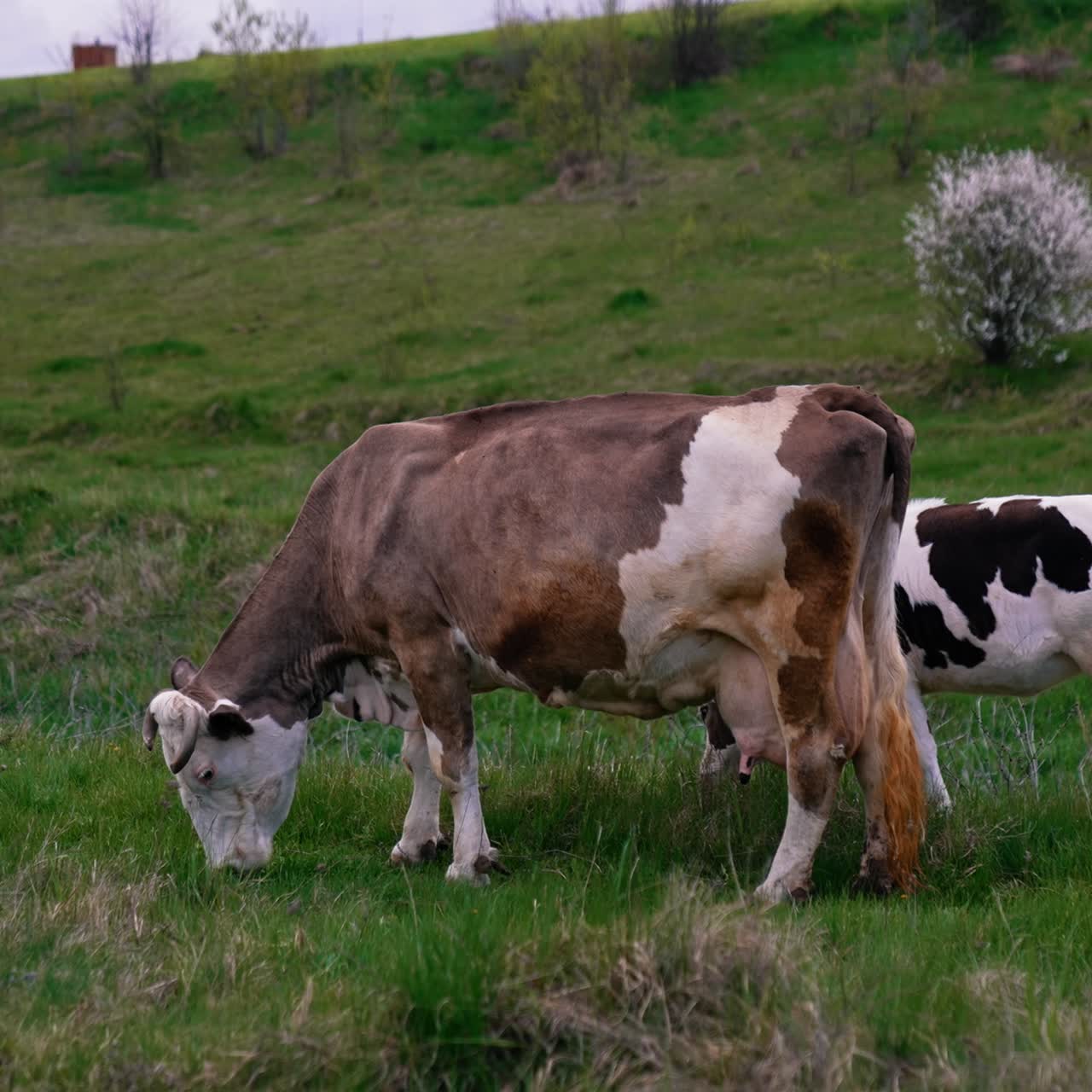 Milk cow and a calf on pasture. Dairy cow eating grass on field. Little calf grazing together with a mother cow on a meadow
