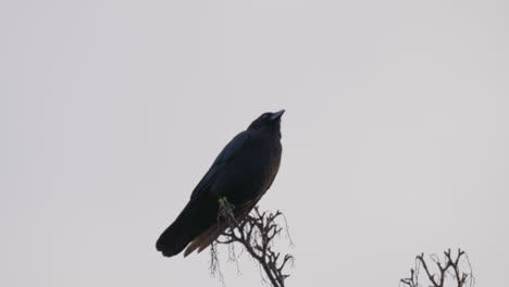 black bird, rook or crow sitting on a branch high up in a tree