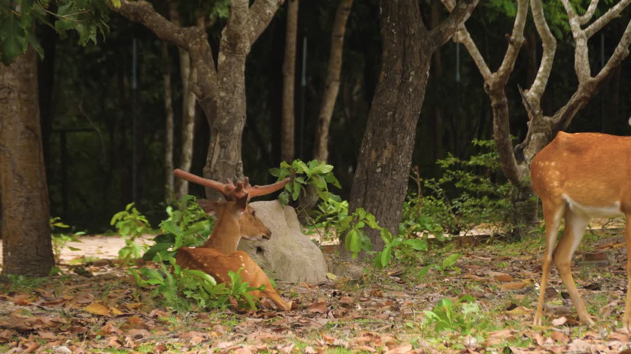 Barasingha swamp deer wildlife animals nature reservation natural habitat outdoor forest