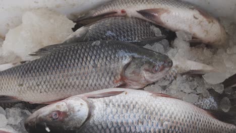 pescado fresco mantenido en una caja de nieve en una tienda minorista para su venta durante el día desde diferentes ángulos