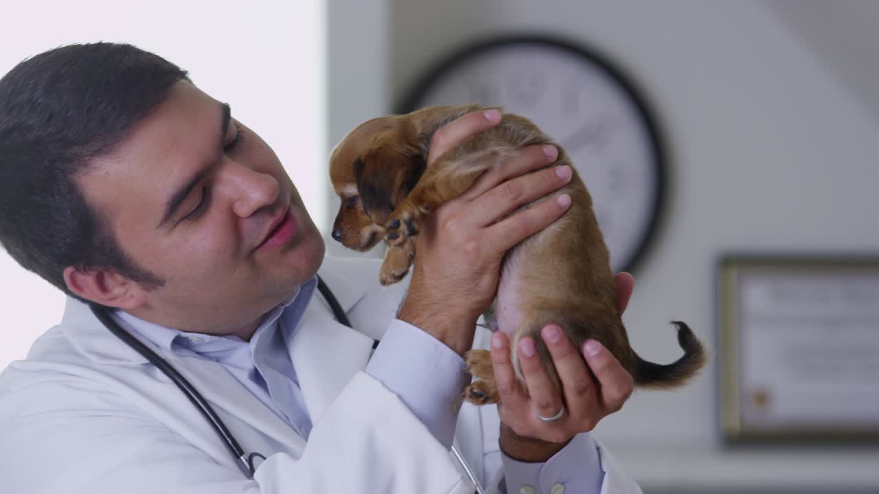 Veterinário examinando um filhote.