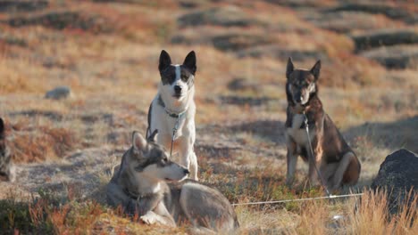 un grupo de perros de trineo descansando en la hierba en el paisaje nórdico