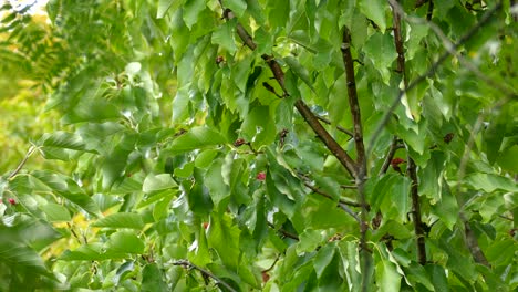 Neugieriger-Grauer-Vogel,-Der-In-Einem-Ast-Sitzt-Und-Seine-Umgebung-Betrachtet,-Bevor-Er-Aus-Dem-Rahmen-Springt