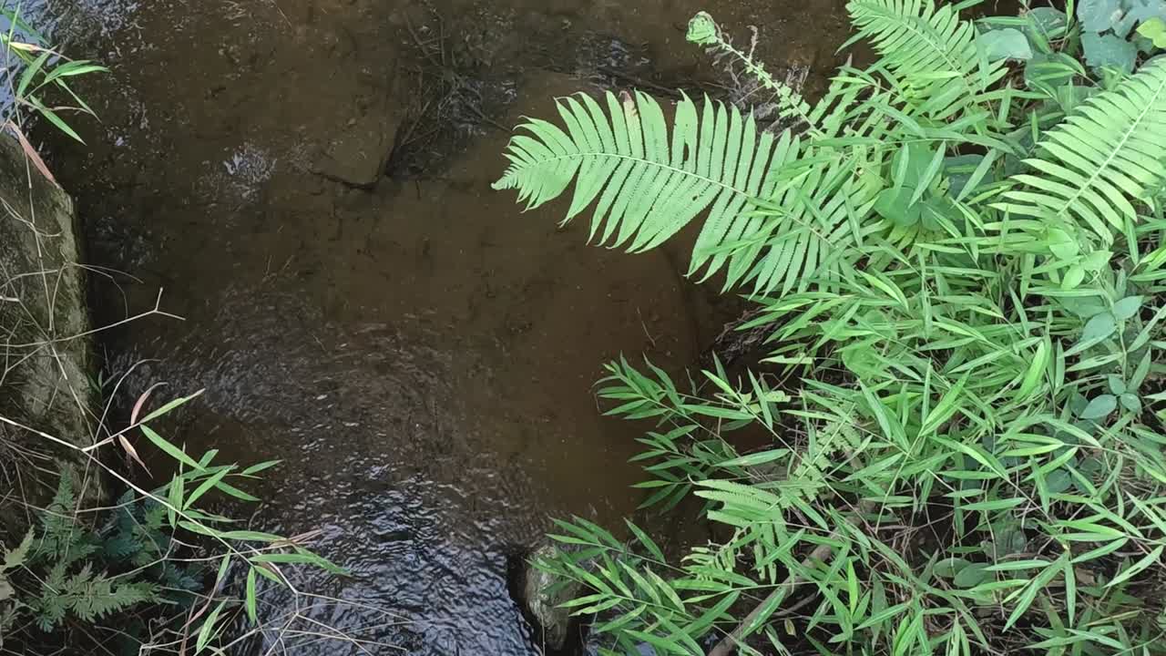 progresión natural de un pequeño arroyo forestal