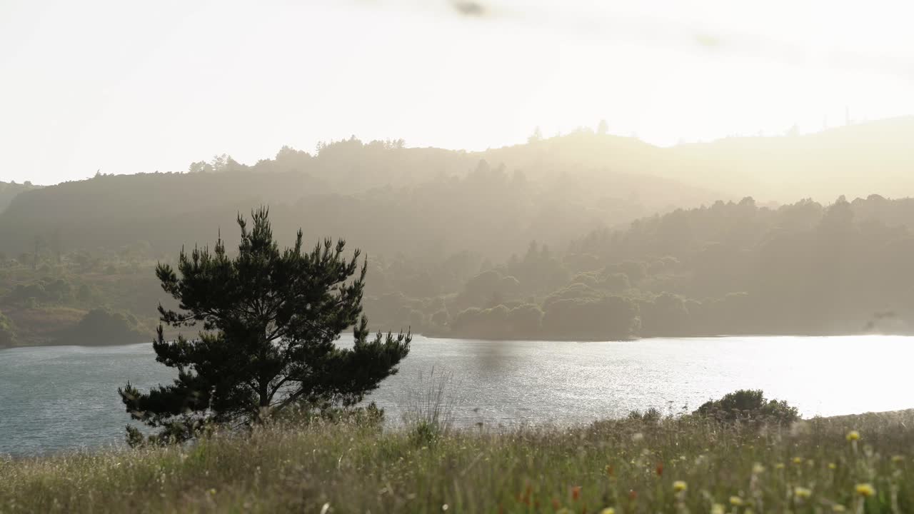 lago junto al bosque en un día soleado