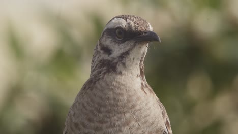 extreme closeup portrait of calling long tailed mockingbird from lima peru