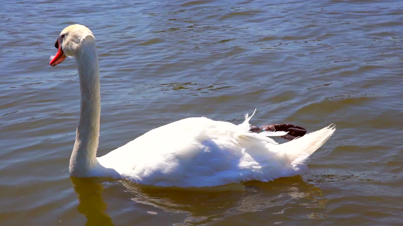 primer plano en cámara lenta del cisne flotando en el lago