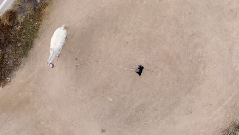 Caballo-Blanco-Domesticado-Por-Un-Vaquero-Mayor-Conduciéndolo-En-Círculos.