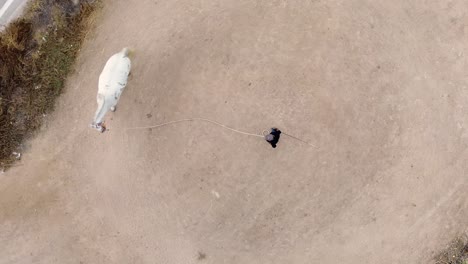 caballo blanco domesticado por un vaquero mayor conduciéndolo en círculos