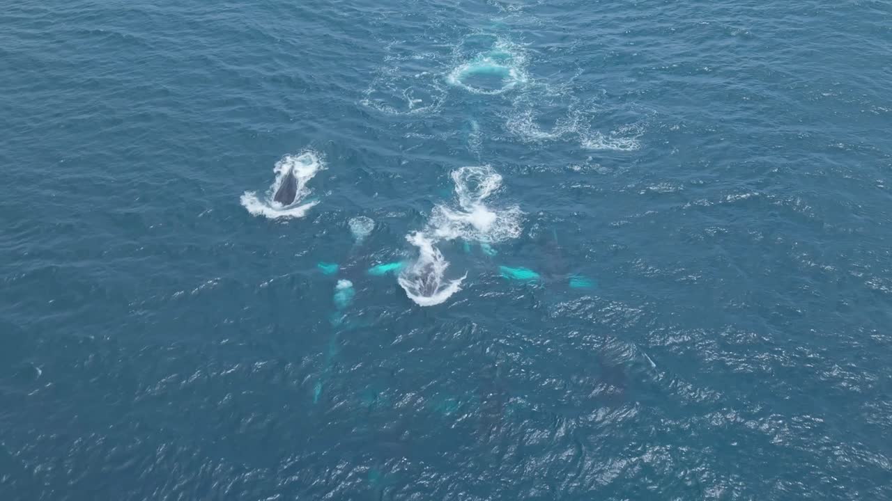 ドローン映像は、深い海を滑るように泳ぐ広大なクジラの群れが、水面下で呼吸する際に泡を立てて上昇する様子を映し出しています。壮大さ、一体感、そして静かな力を印象的でありながら穏やかに表現した光景です。