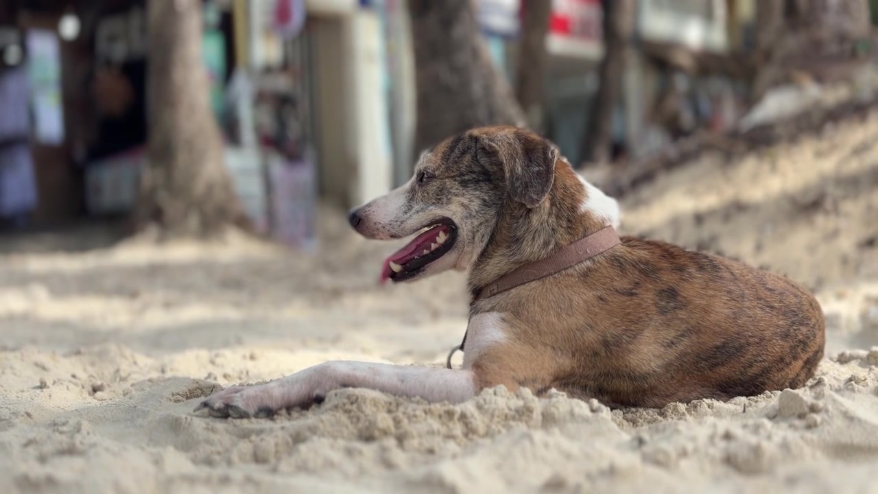 Cão de rua a relaxar na areia branca da praia de Boracay, Filipinas