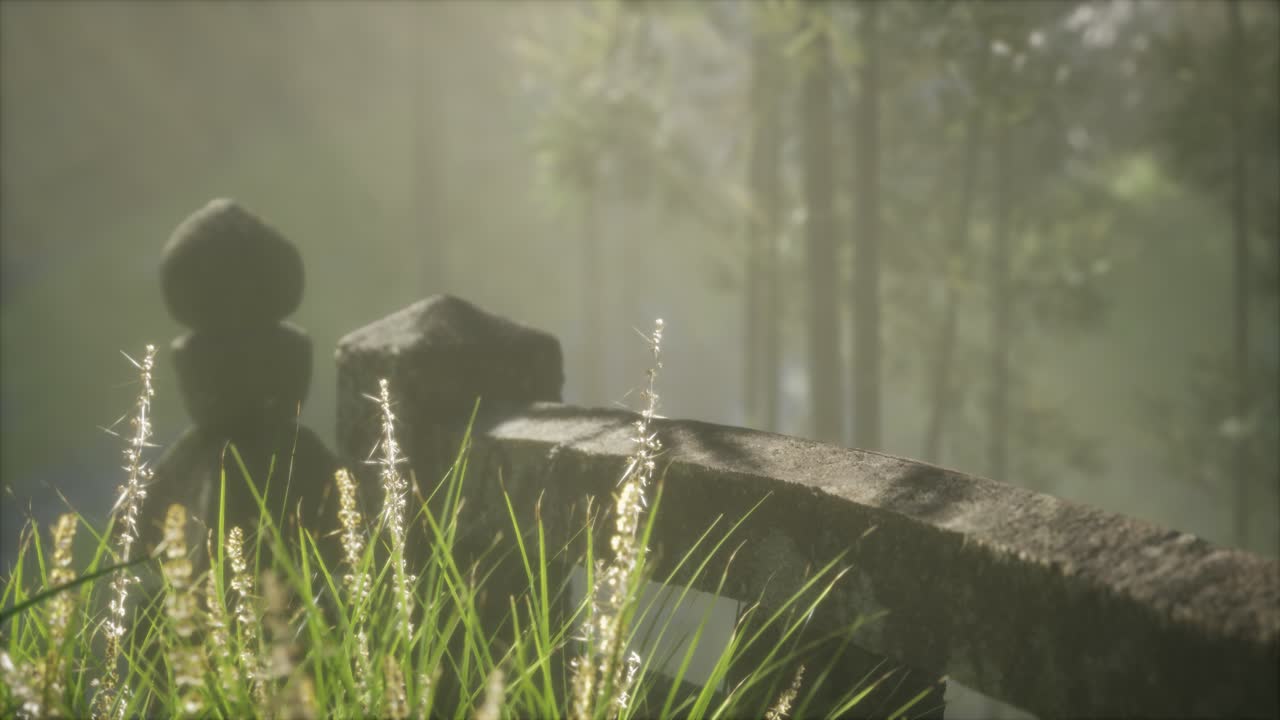 일본 대나무 숲 과 녹색 초원 잔디 와 자연 빛