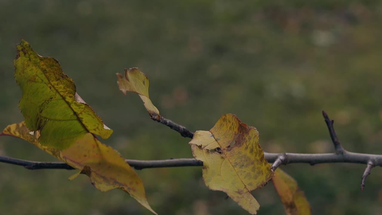 건조한 오렌지 잎은 은 어두운 나무 가지에 천천히 움직입니다.