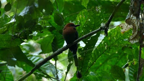 blue-crowned motmot, momotus momota, panama