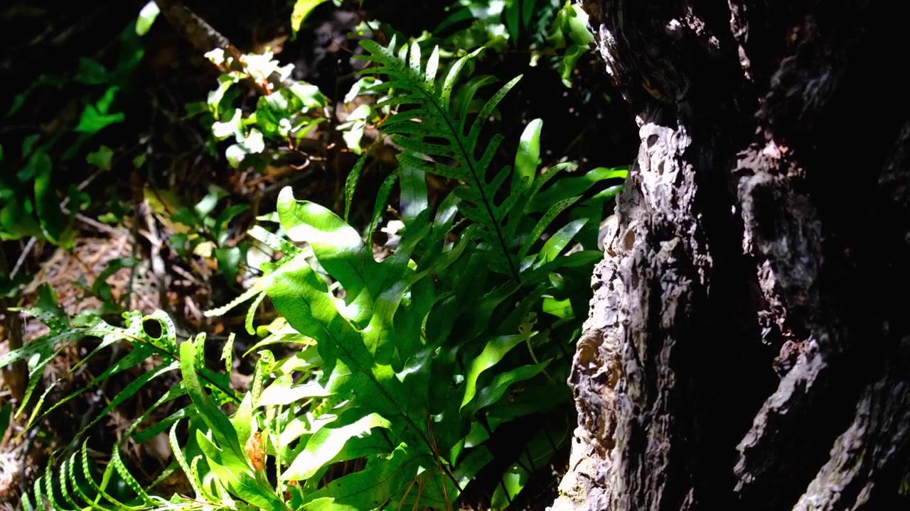 Tampilan dekat pakis hijau di bawah sinar matahari bergerak ditiup angin sepoi-sepoi di hutan di Selandia Baru Aotearoa