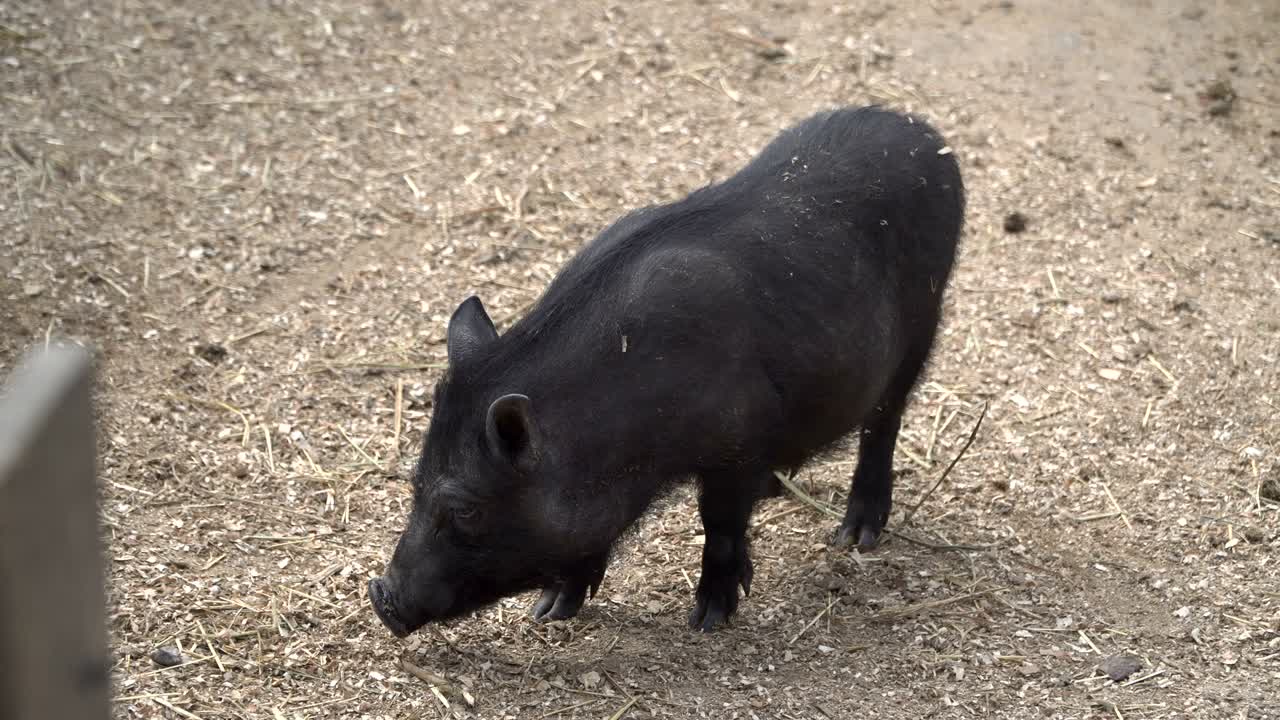 돼지는 잠을 자고 있다.