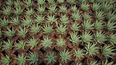 panning-over-a-field-of-cactus-in-pots