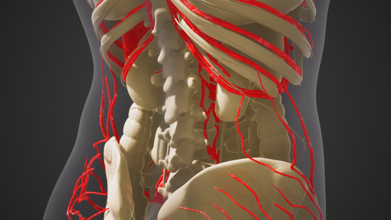 인간 혈관의 과학 해부학