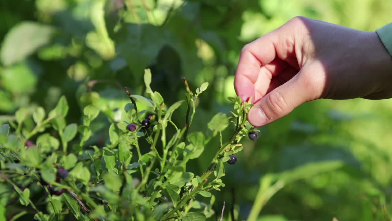 초여름에 스웨덴 숲에서 손으로 블루베리 따기