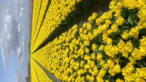 yellow tulips blooming in vast springtime field