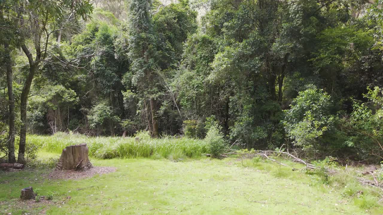 울창 한 숲 과 초원 의 공중 사진