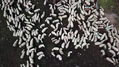 Large-sheep-flock-herd-feeding-on-grassy-patch-at-Fedaia-Dam-lake-in-the-Dolomite-mountain-area-of-northern-Italy,-Aerial-Drone-rising-pedestal-shot