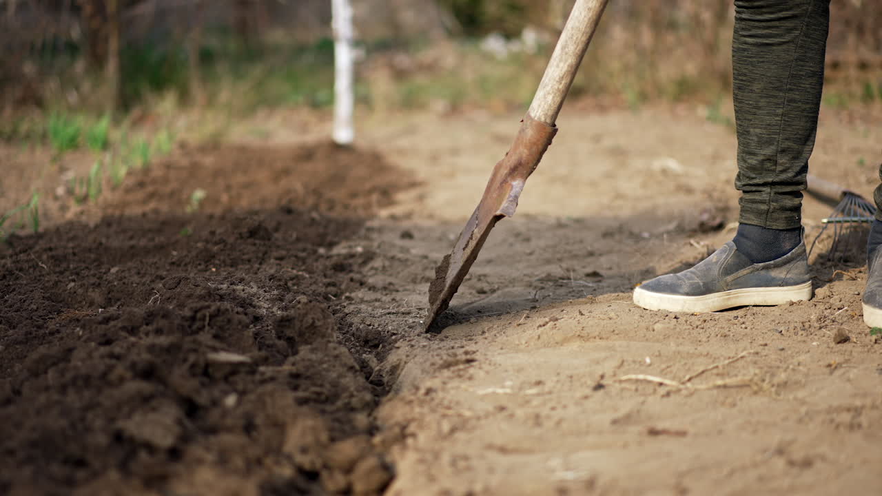 The ground is dug with a shovel. Unrecognized farmer prepares the soil for gardening.
