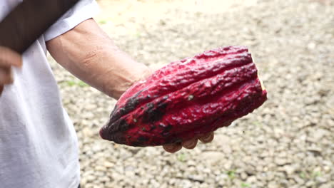 close up of hands cutting the cocoa fruit in ecuador