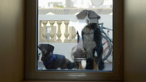 dos perros tristes y ansiosos mirando a través de la ventana de la puerta delantera cerrada esperando entrar