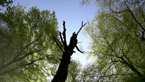 Looking-up-to-tree-canopy-of-Beech-Trees,-slow-motion-spinning-clockwise,-Forest-Ffawr,-South-Wales,-UK