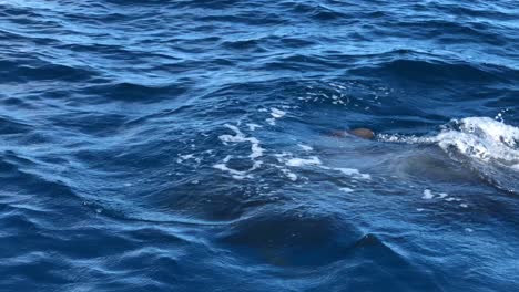 Ballena-Emergiendo-Lentamente-Para-Arrojar-Agua-En-Aguas-Oceánicas-Perfectamente-Tranquilas-En-Las-Islas-Canarias