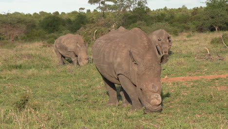 Weiße-Nashörner-Grasen-Auf-Einer-Lichtung,-Mit-Fokus-Auf-Ein-Enthorntes-Nashorn