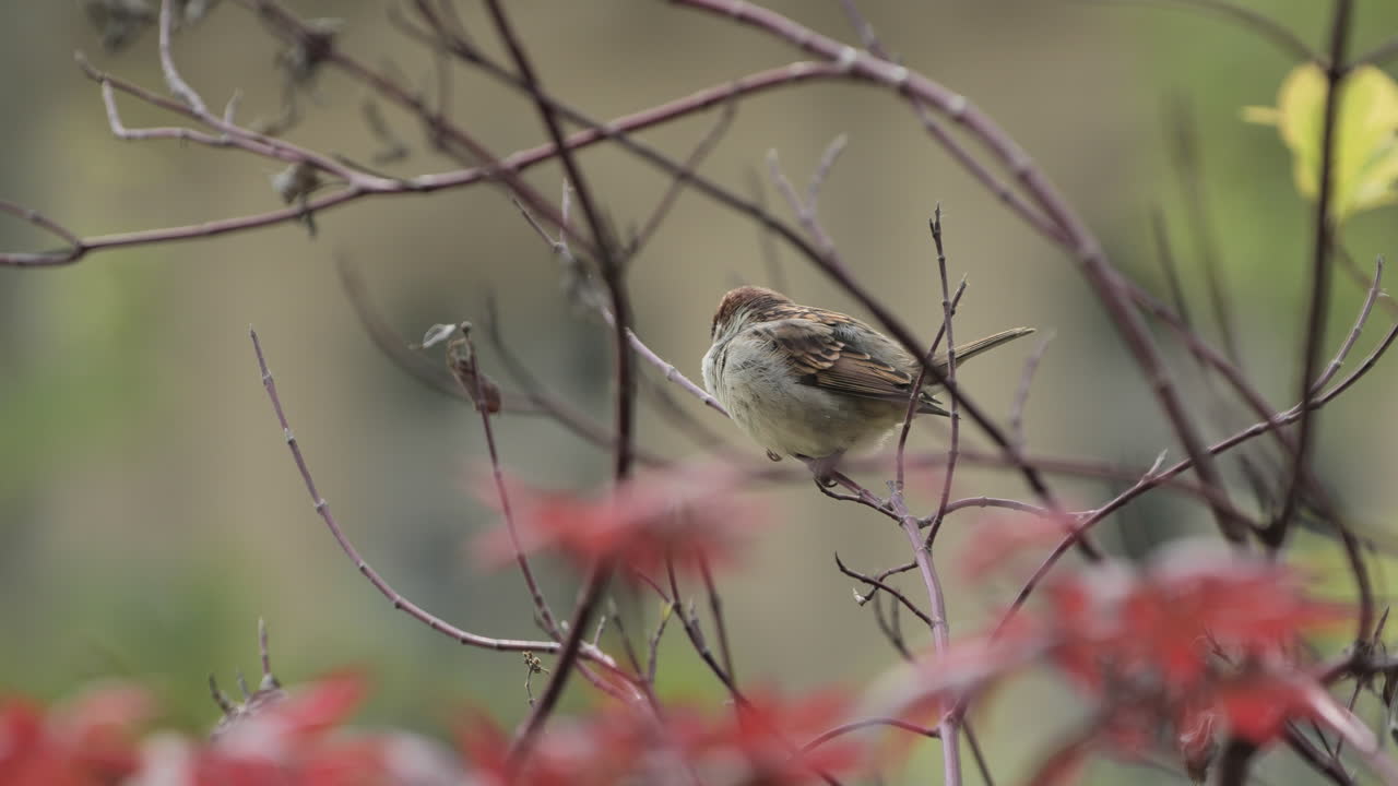 gorrillo doméstico macho en un árbol con hojas rojas de otoño