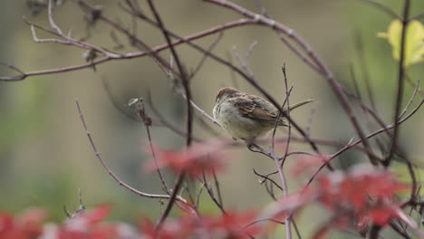 male house sparrow passer domesticus in a tree with red autumn leaves