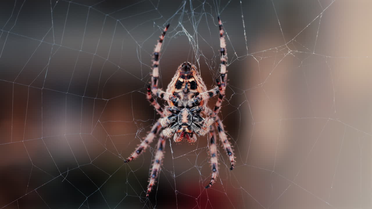 Close up of a spider sitting in its web, showing intricate details of its body and fine silk threads