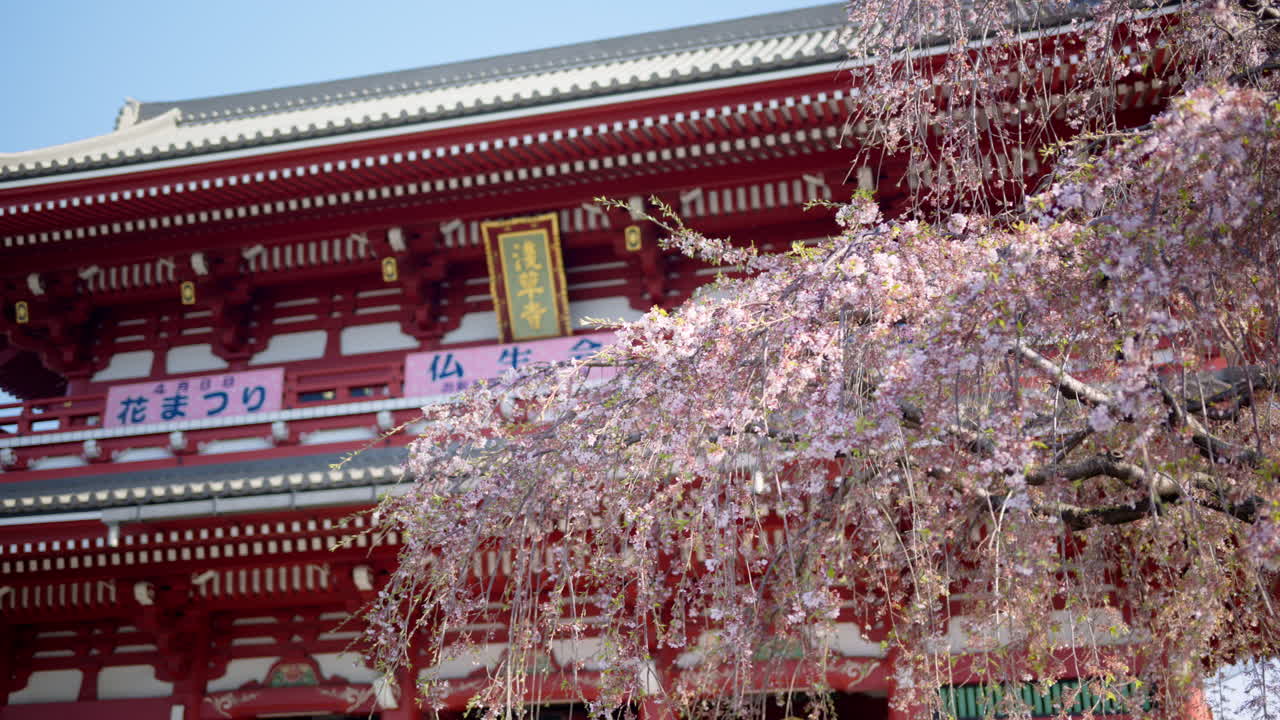 The Senso-ji temple surrounded by cherry blossoms in daylight in Asakusa, Tokyo, Japan. Translation: " Busshokai flower festival"