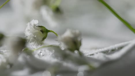 abstract macro shot of frozen flower