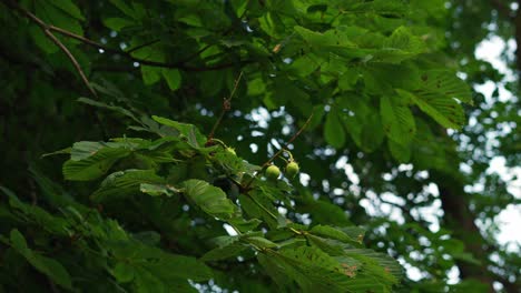 Shot-of-green-leaves-on-beautiful-trees-in-park-with-gentle-breeze