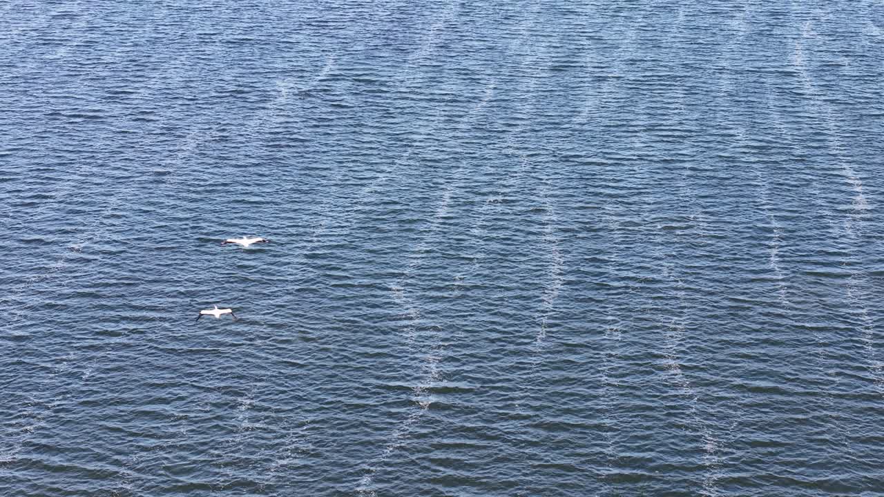 Aerial drone view of two white birds gliding over the deep blue waters of a large lake in Michigan’s Upper Peninsula
