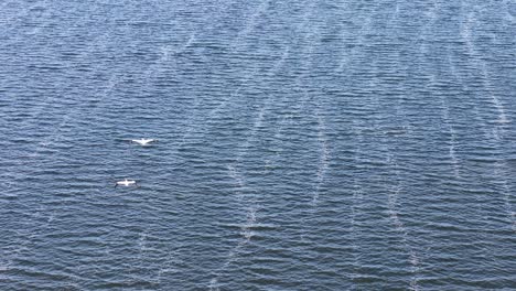 aerial drone view of two white birds gliding over the deep blue waters of a large lake in michigan’s upper peninsula